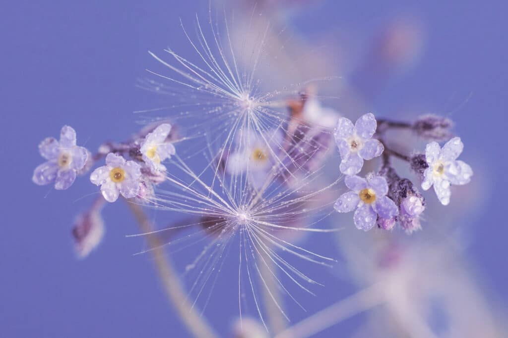 Macro photographie de délicates fleurs bleues et de graines de pissenlit, représentant la délicatesse et le potentiel de croissance dans la transition de vie et la croissance personnelle.