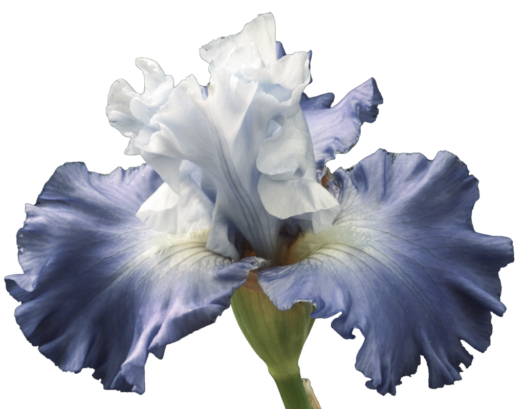 Iris bleu et blanc délicat et détaillé symbolisant la croissance et le renouveau pour la page d'accueil.