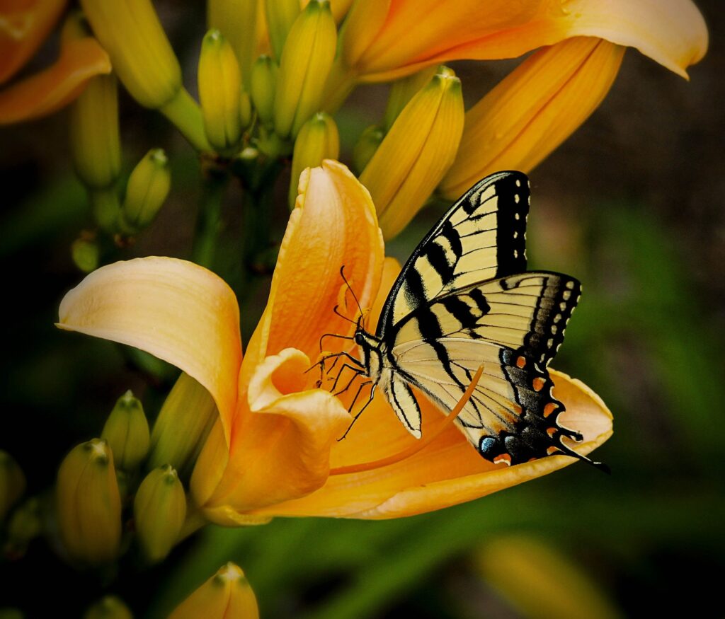 Illustration poétique d'un papillon émergeant d'une fleur, symbole de transformation et de libération émotionnelle.